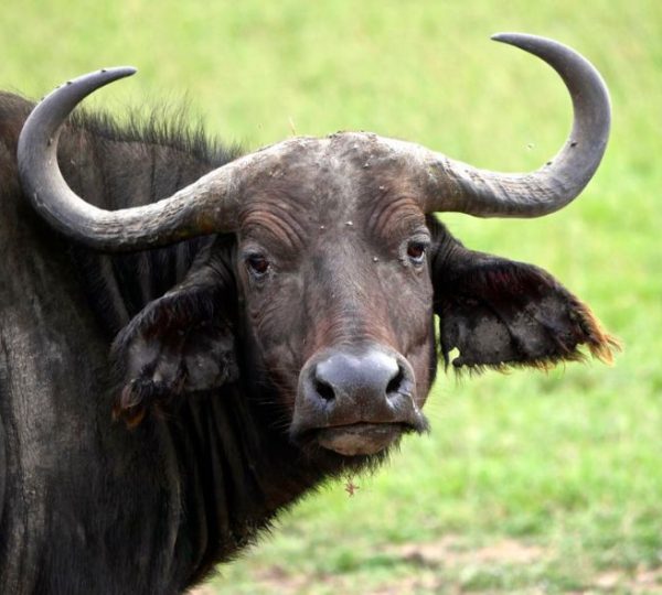 Safari Kenya Buffle