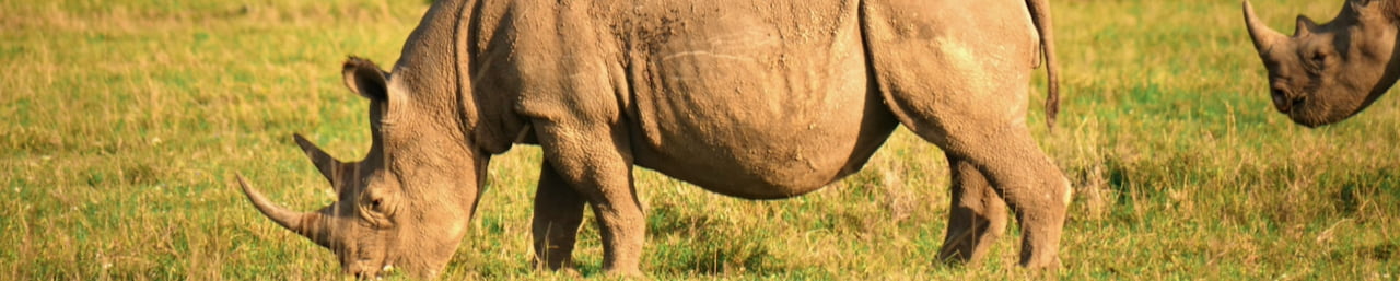 Rhinoceros