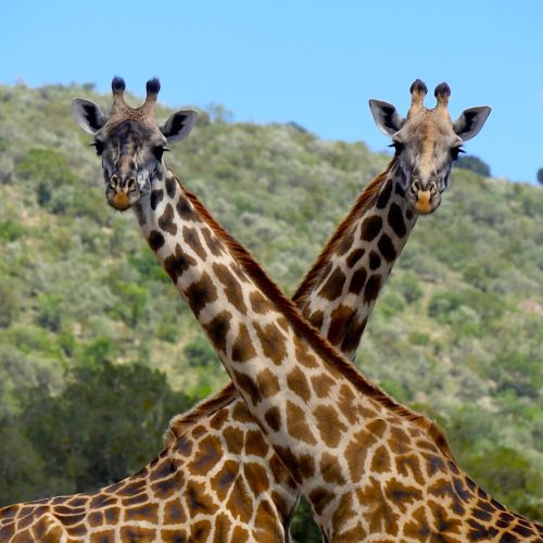 Safari combiné Kenya Tanzanie