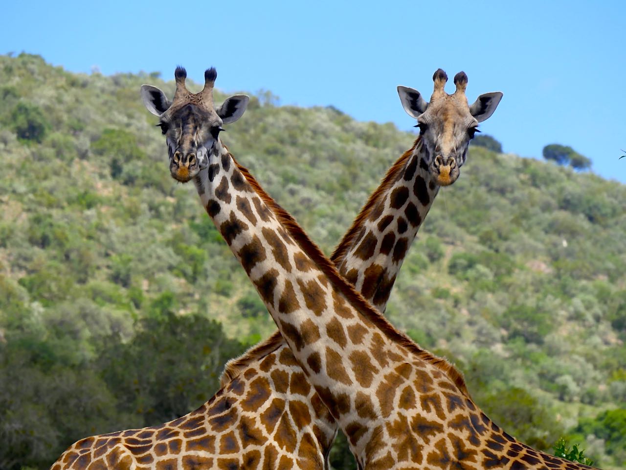 Safari combiné Kenya Tanzanie