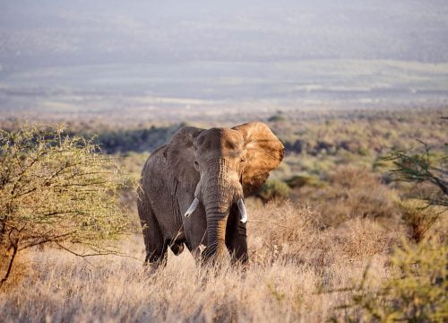 Satao Elerai Camp