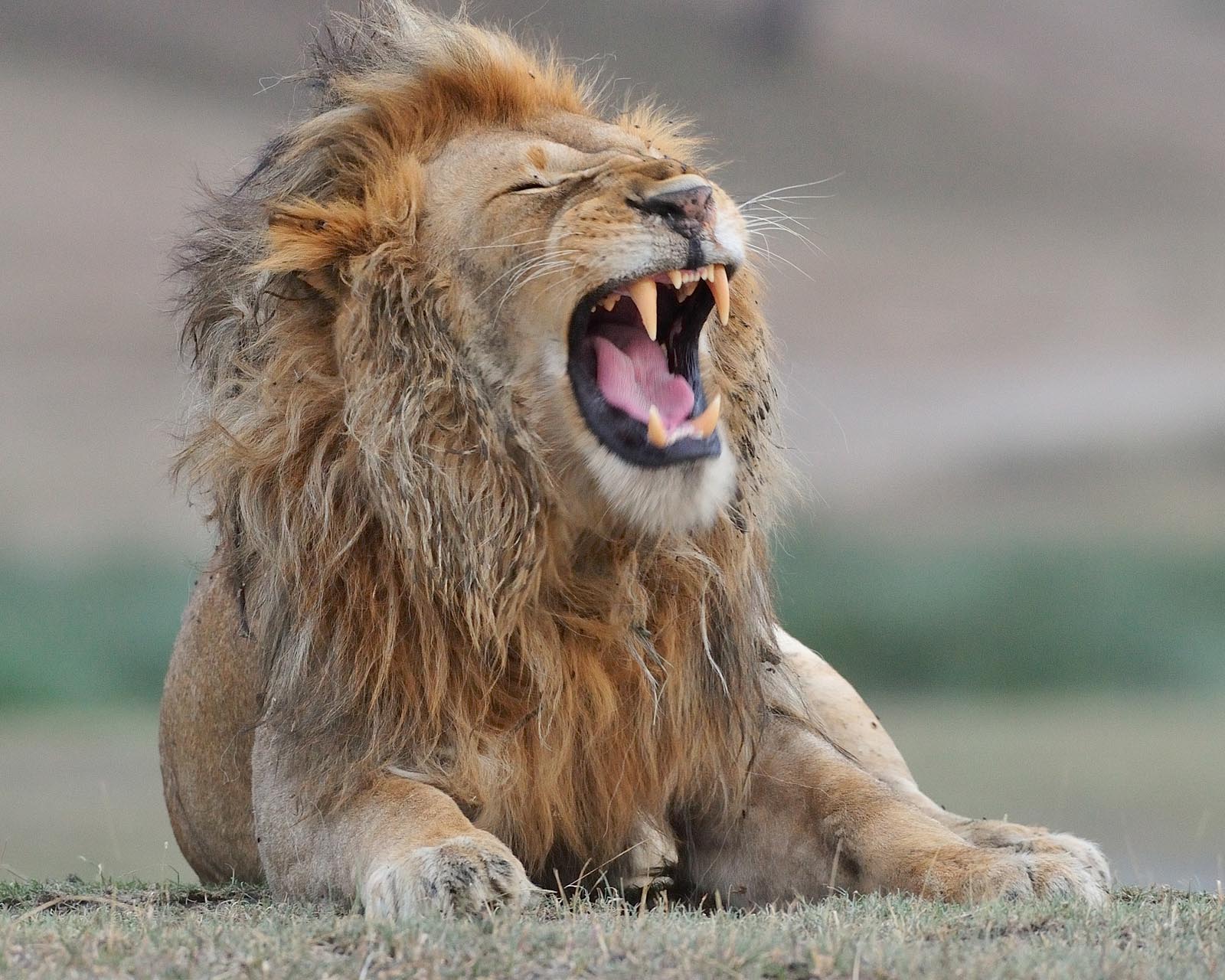 Nduti Safari