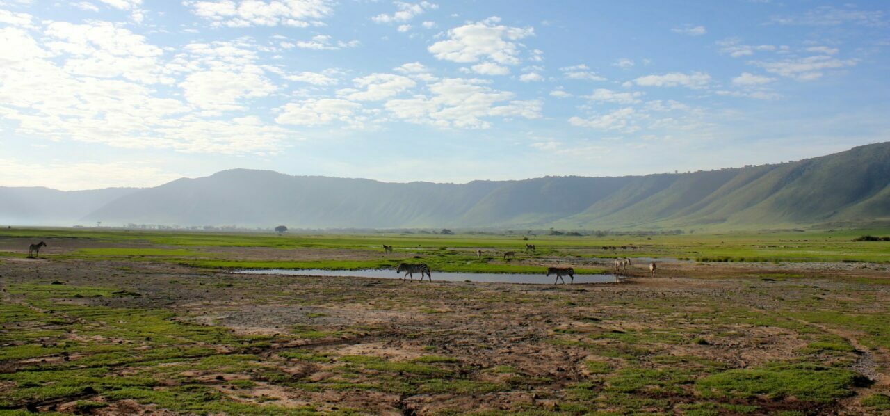 Safari ngorongoro