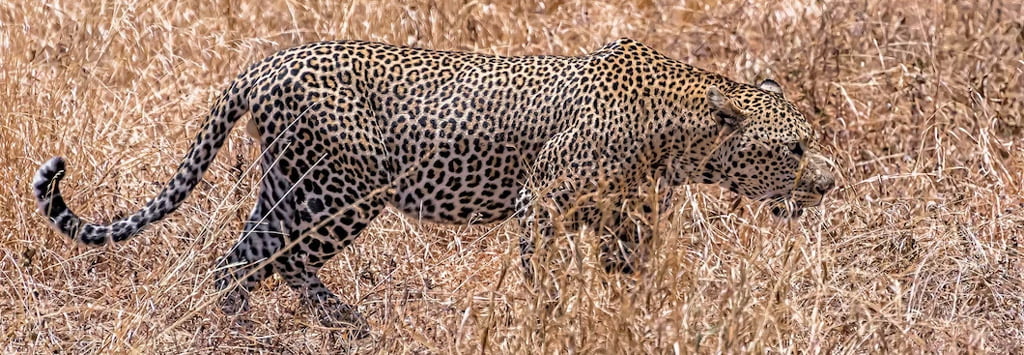 Safari Guépard en Chasse