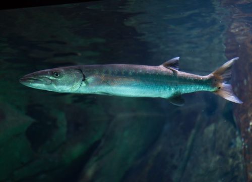 Barracuda