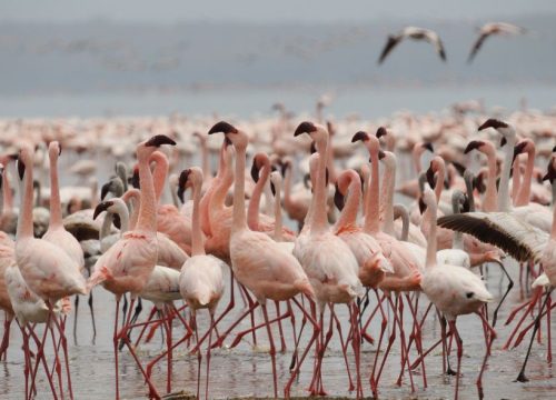 Flamants roses