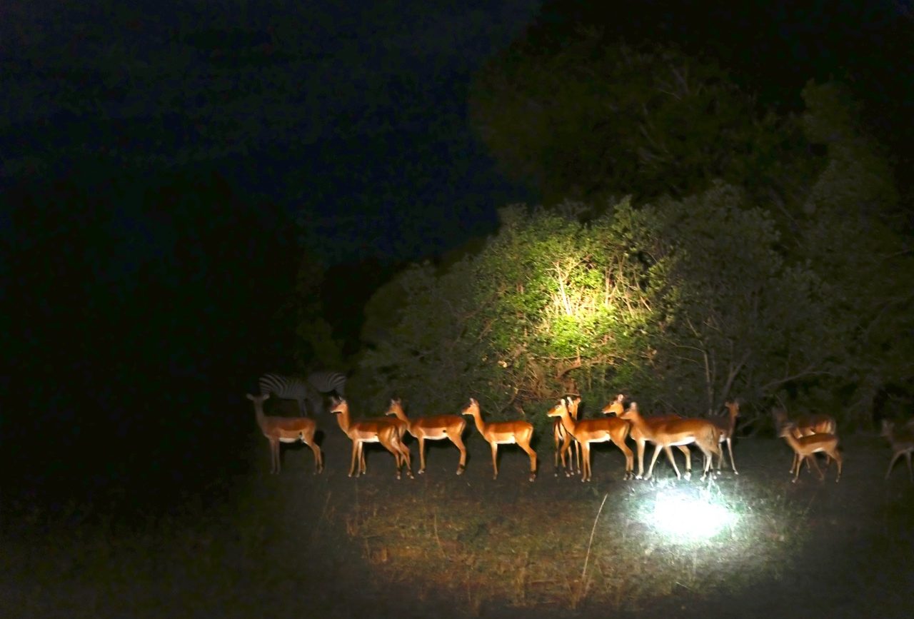 safari nocturne