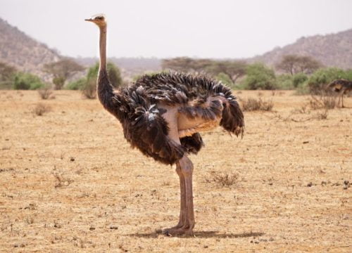 Autruche