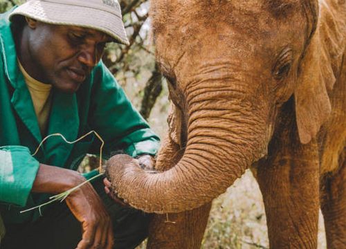 David Sheldrick wildlife trust