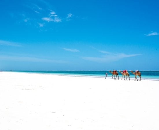 Promenade à Dos de chameau