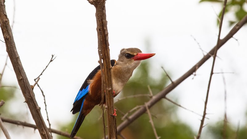 Guided bird walk