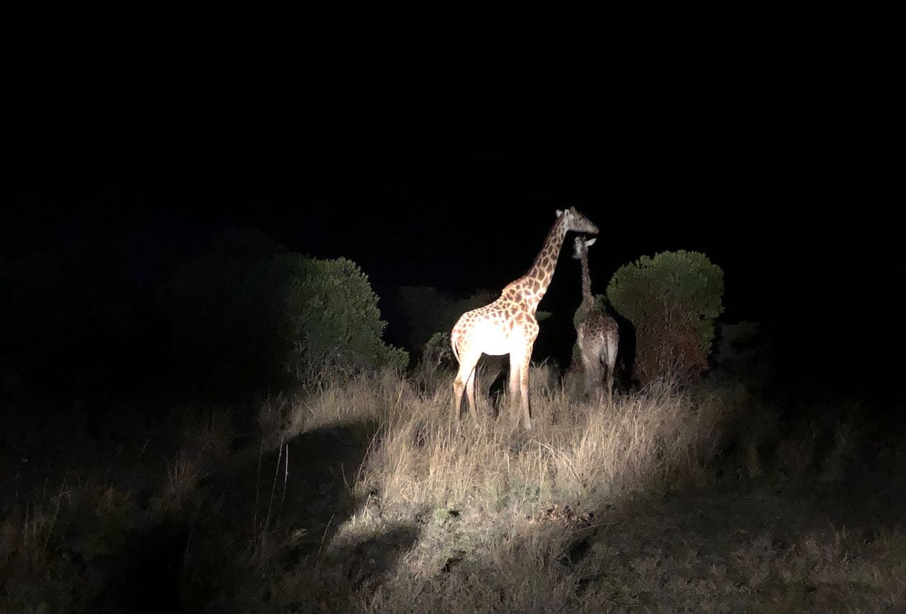 safari nocturne