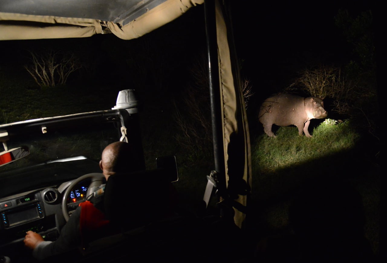 safari nocturne