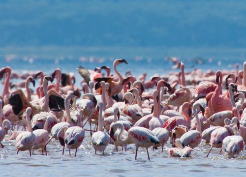 Flamants roses