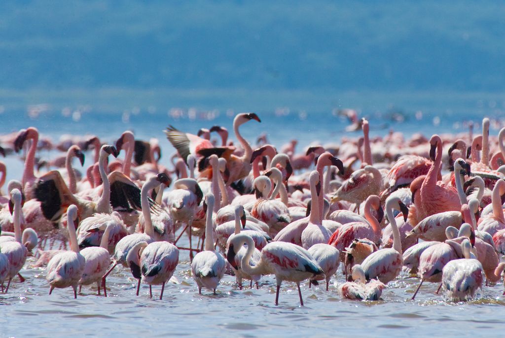 Flamant Rose Lac Nakuru