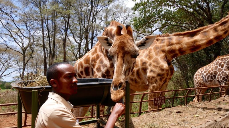 Visite du Langata Giraffe Center