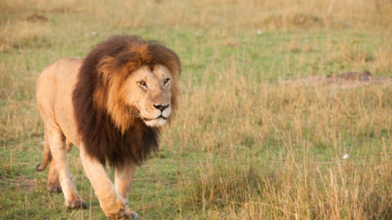 Lion tracking