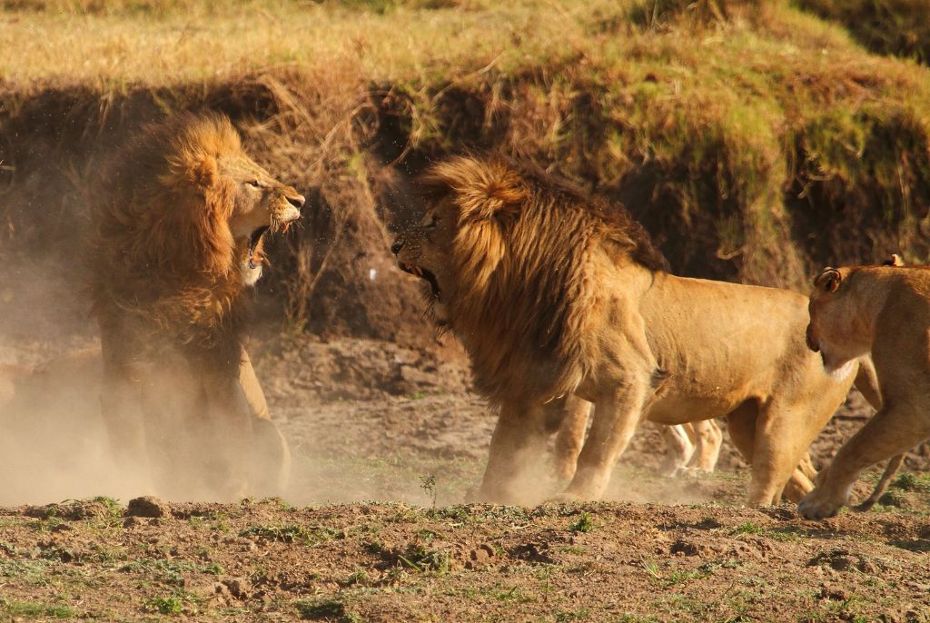 Lion Masaï Mara