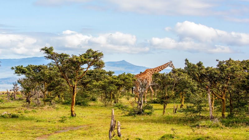 Safari à pied Crescent Island