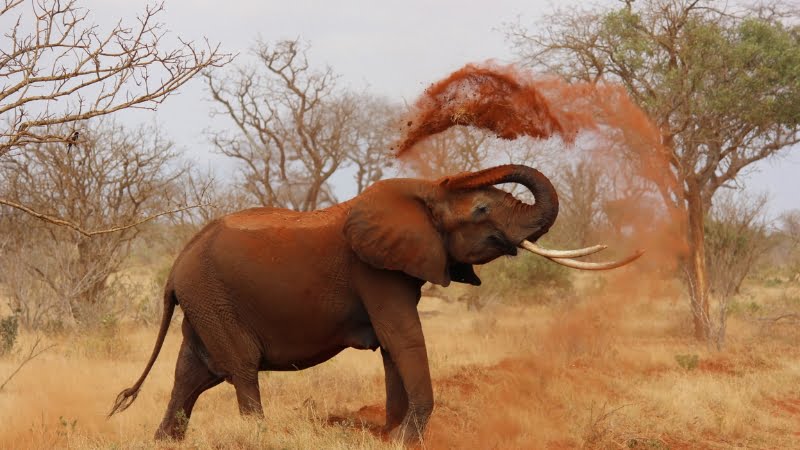Safari éléphants rouges