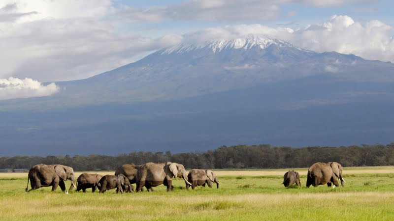 Safari vue Kilimandjaro