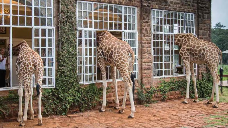 Séjourner au Giraffe hotel kenya
