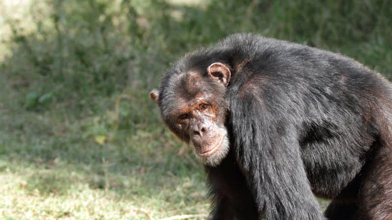 Sweetwaters chimpanzee sanctuary