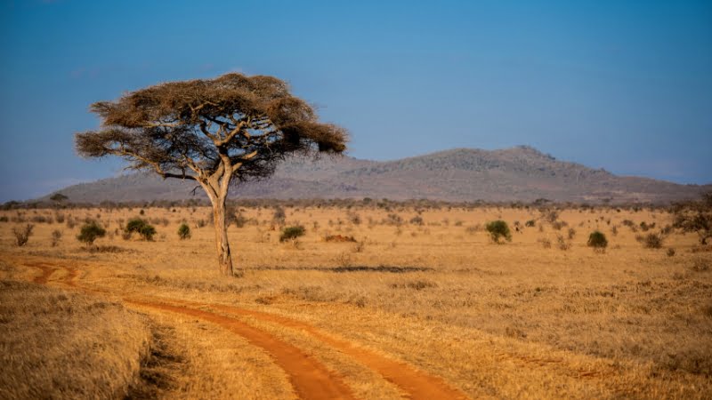 Taita Hills Kenya