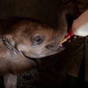 Visiter le David Sheldrick wildlife trust