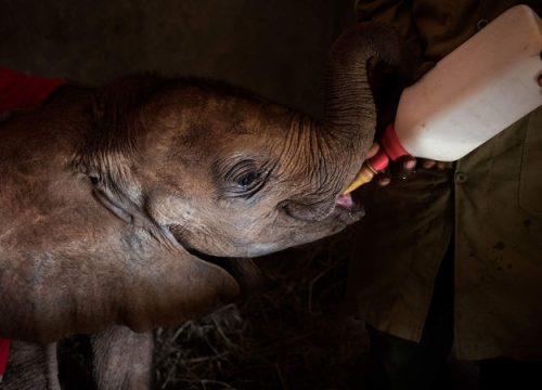 Top 10 des activités incontournables du Kenya