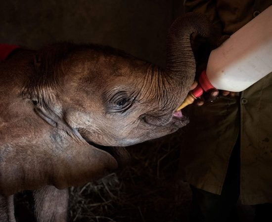 David Sheldrick wildlife