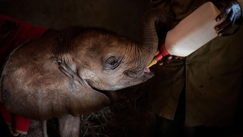 Visiter le David Sheldrick wildlife trust