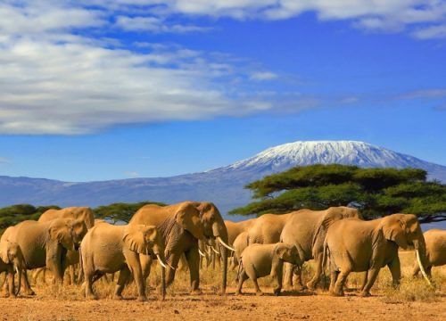 Amboseli