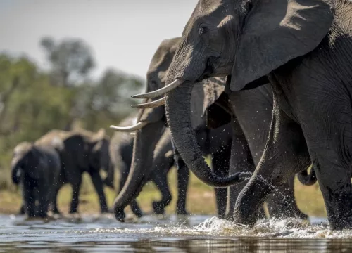 Les animaux du Kenya