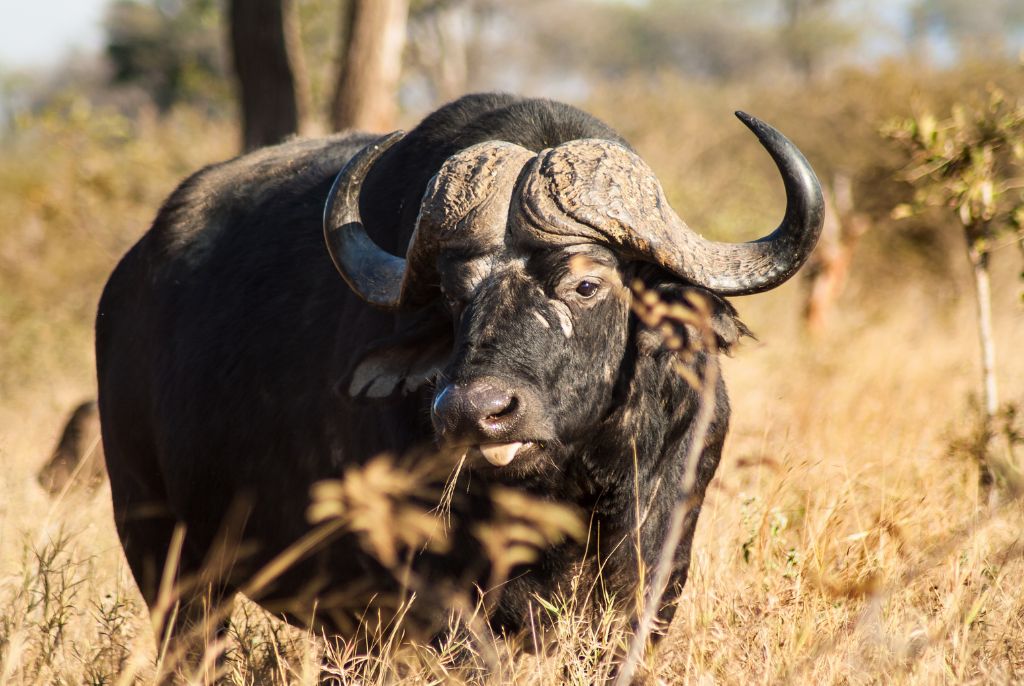 Safari Afrique Kenya Buffle