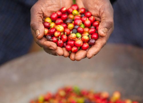 Café du Kenya