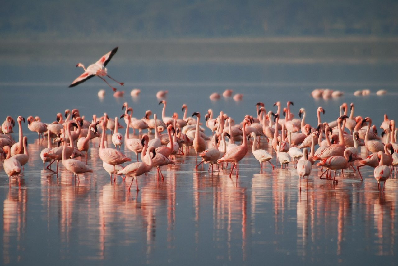 Lac Naivasha