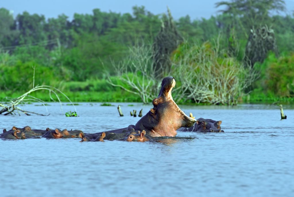 Lac Naivasha