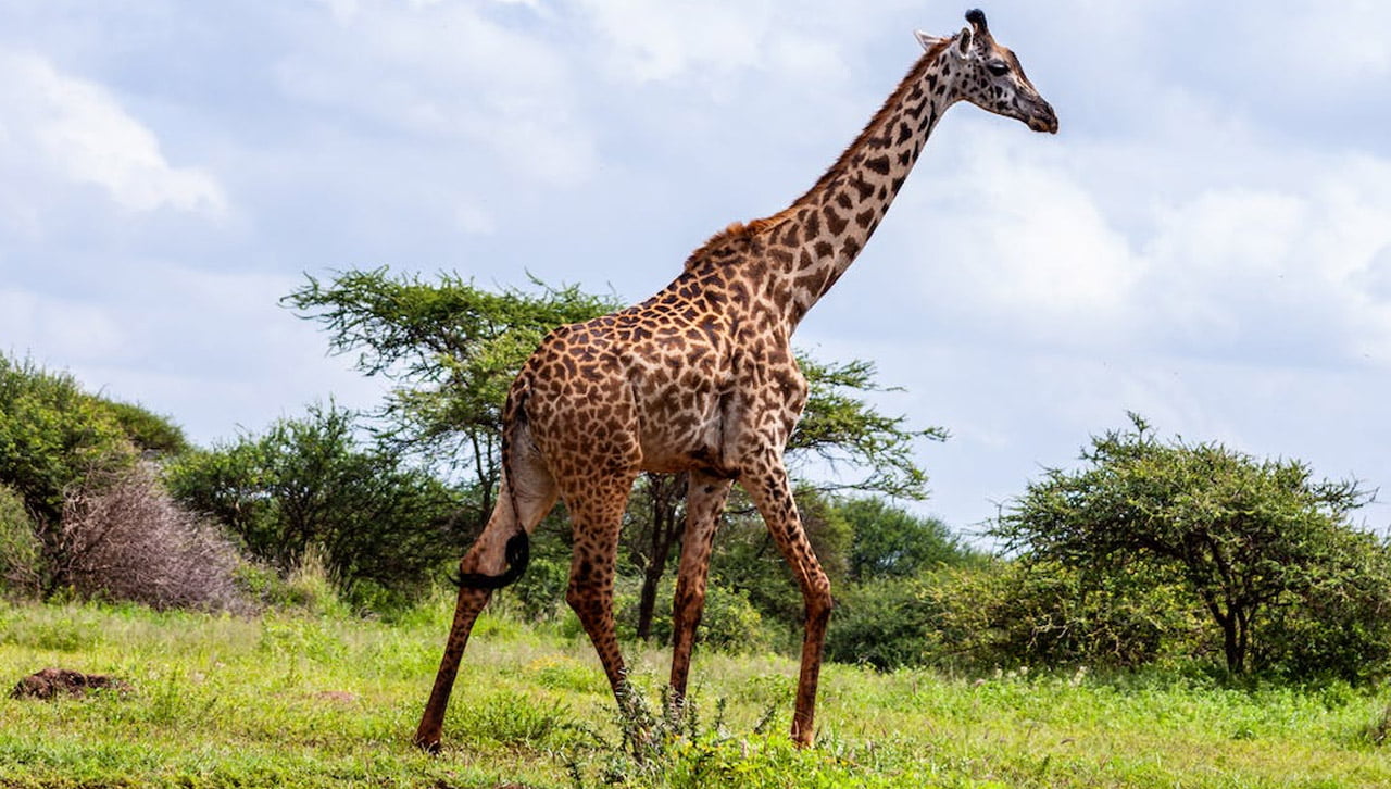 Safari parc amboseli