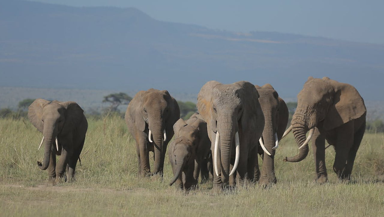 Safari parc amboseli