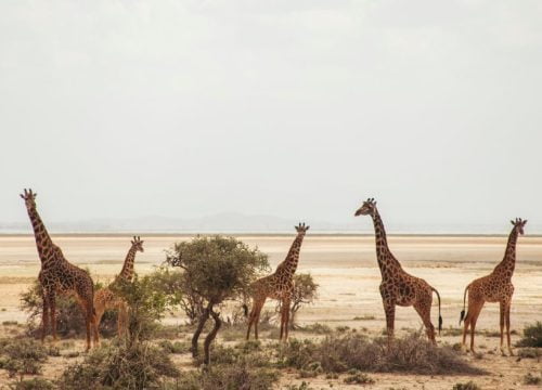 Amboseli