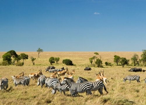 Masaï Mara