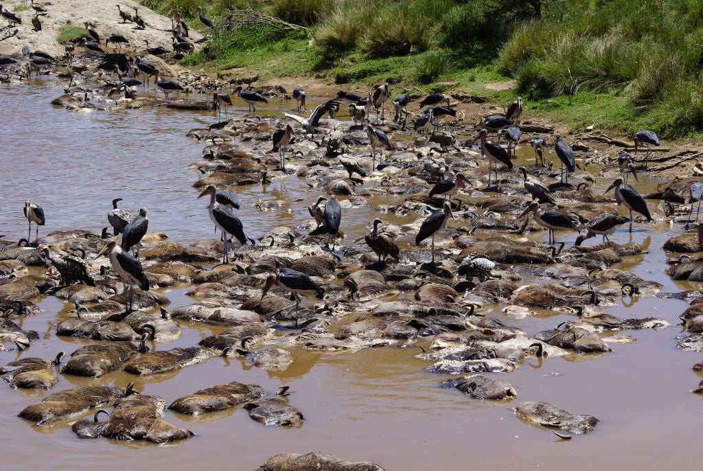 safari Rivière Mara