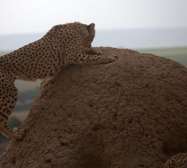 Safari Kenya Grand Parc
