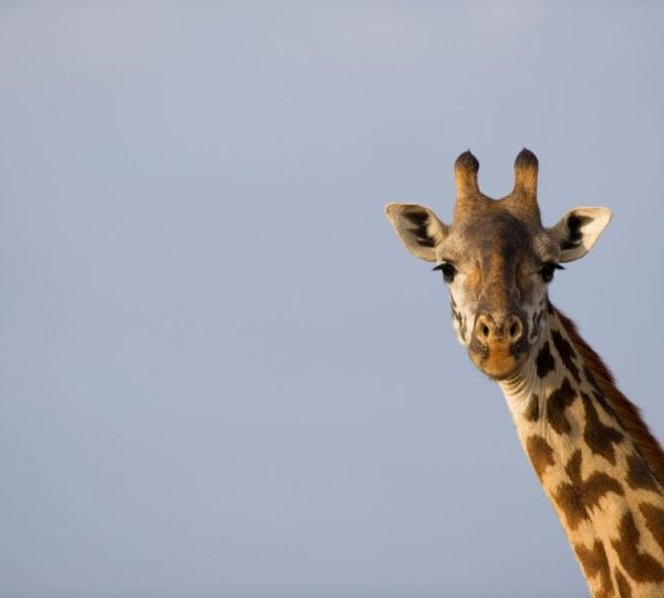 Safari Kenya Grand Parc