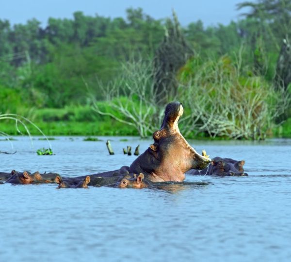 Safari Kenya Grand Parc