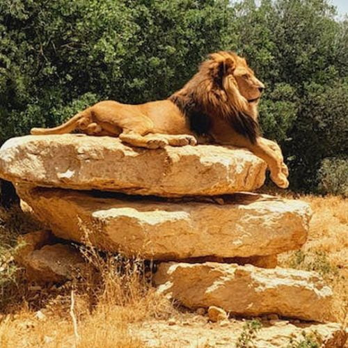 Safari Grands Parcs du Kenya