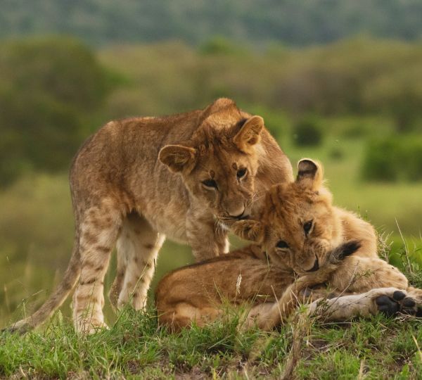 Safari Merveilles du Kenya