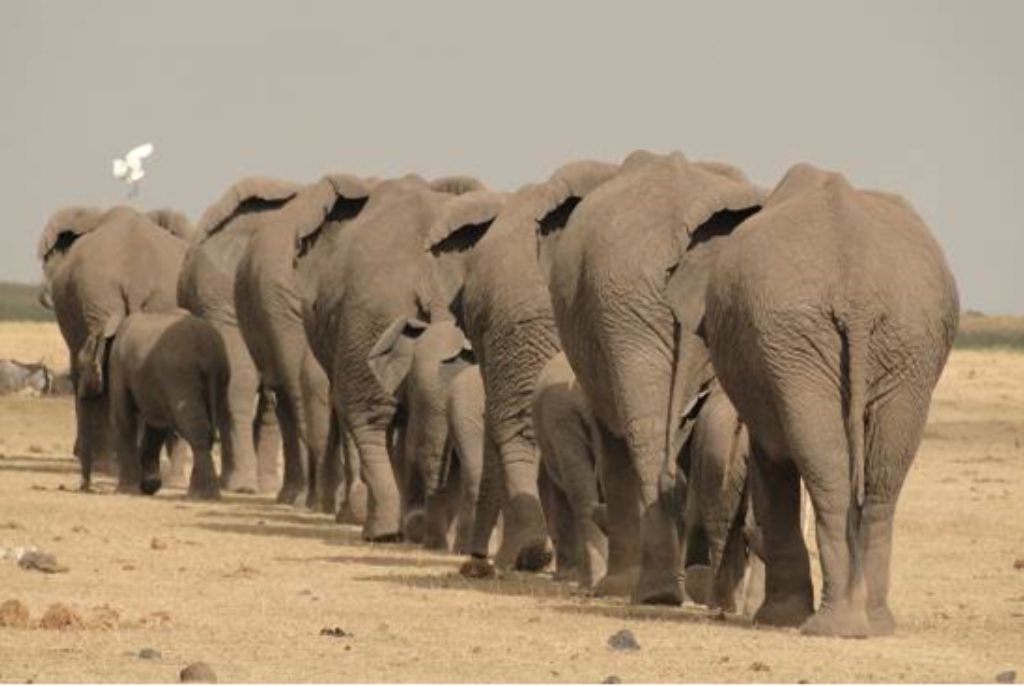 Safari Merveilles du Kenya Elephant